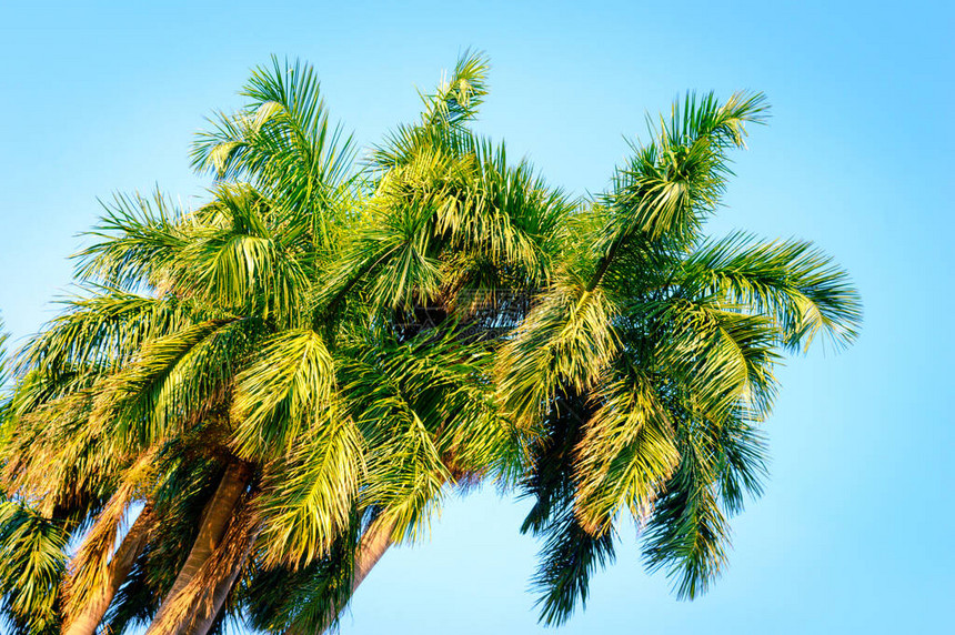 与绿色黄和橙色叶子的椰子棕榈树在日落阳光照亮的夏天反对蓝天背景热带海滩环境假期背景果阿印图片