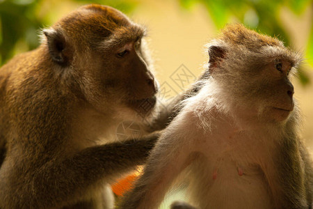 泰国森林中的猴群图片素材