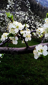 李子盛开的花朵春天的梅花美丽图片