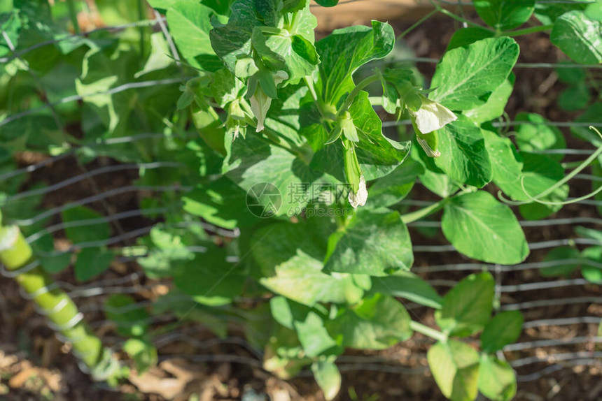 在美国得克萨斯州后院花园的金属栅栏上看到土生长的顶层豆子和白花甘蔗果炒豆与堆肥图片
