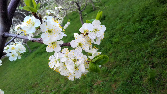 梅花果园梅花春花白花图片