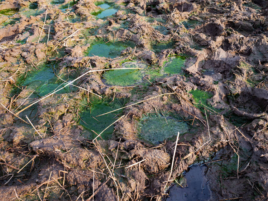 泥蹄足迹有粪便的臭味水泥马垫有肥料池图片