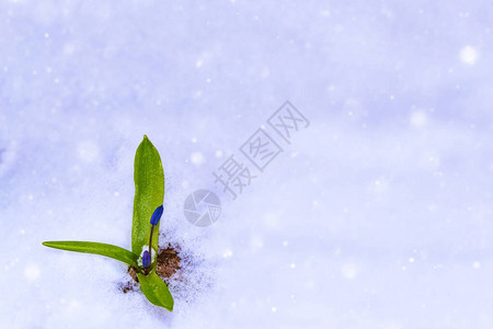 春初积雪中生长的花图片