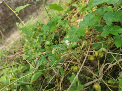 野生西番莲属植物灌木图片