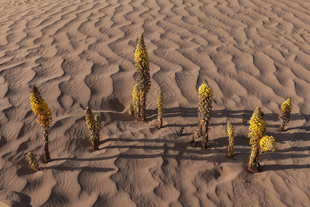 摩洛哥撒哈拉沙漠的黄沙漠HyacinthCitanchetup图片