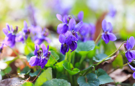 春天的花朵紫罗兰色的紫罗兰花在春天的森林里背景图片