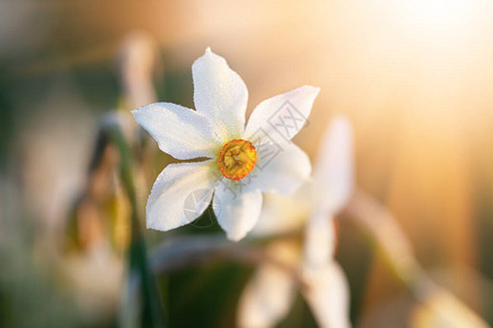 Daffodils山谷春天图片