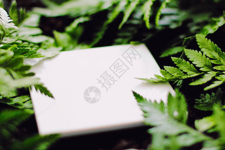 绿草背景空白卡品牌设计背景图片