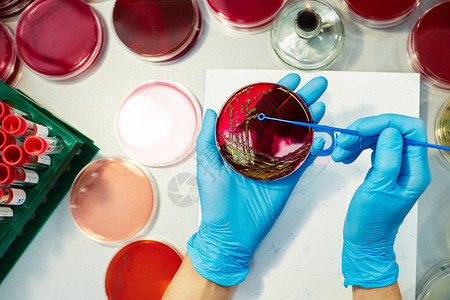 关闭生物技术实验室生物化学家用蓝色一次手套盛装花生图片