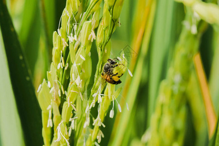 白花上的蜜蜂稻田上的蜜蜂图片