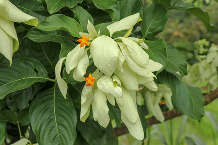 佛灯美丽的黄色Mussaenda花宏指令白色品种Mussaenda花与橙色花DonLuzMagSaySayDonTraringing背景