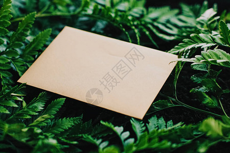 自然界中的空白信封和绿叶纸卡作为背景通背景图片