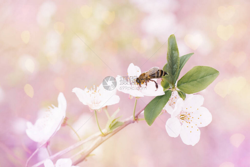 一朵白樱桃或梅花和一朵蜜蜂图片