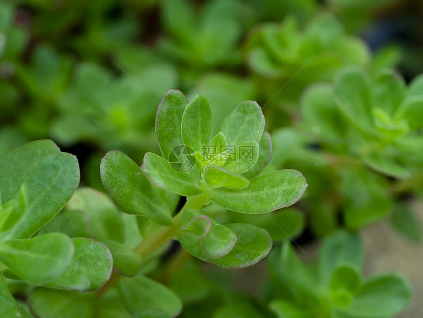 Portulaca的绿叶Portulacaolet图片