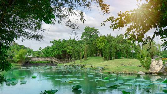 公园水的美丽绿化景观图片