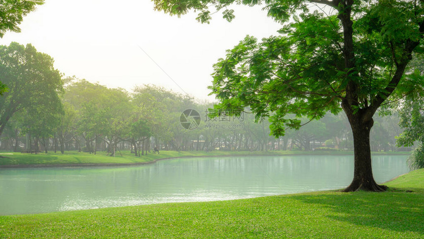 美丽的绿色地毯草和大树在湖边光滑的草坪院子里图片