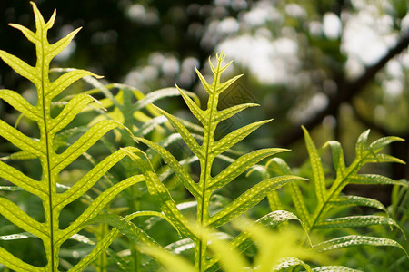 夏威夷疣蕨的鲜绿叶图片