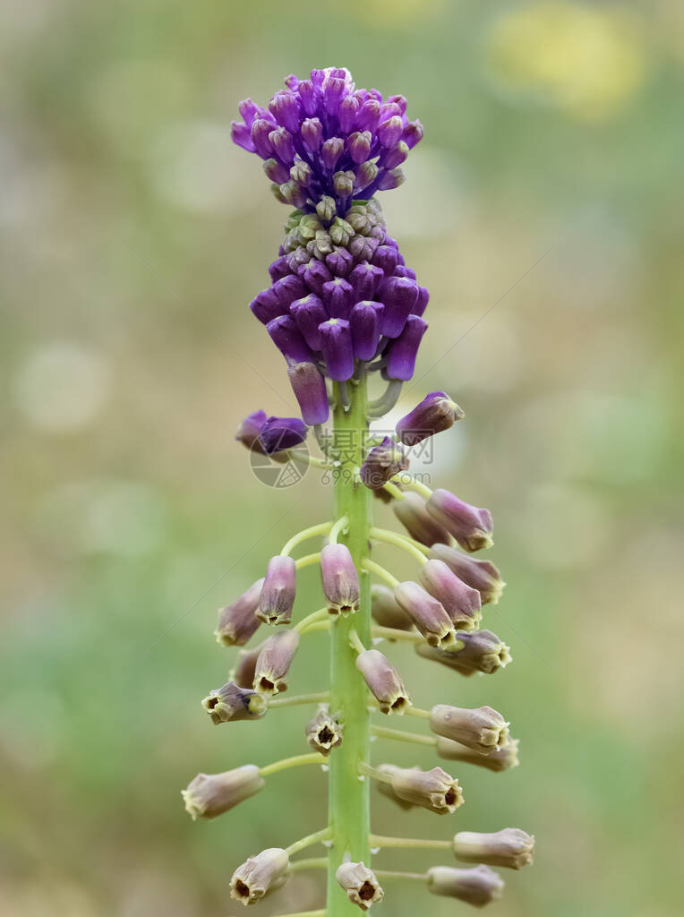 野生鲜花药用植物香图片