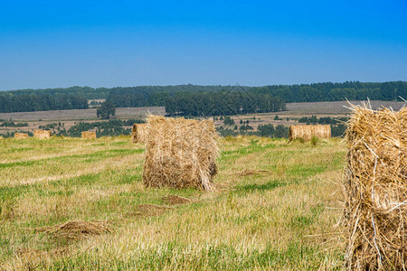 牲畜饲养牛牧草收割野外小麦和燕麦的背景图片