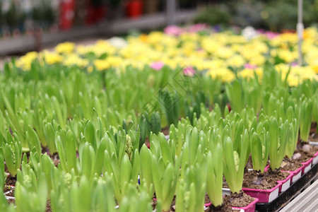 温室的Hyacintinth苗圃种植花图片
