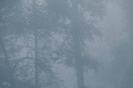 雾霾中的神秘森林图片