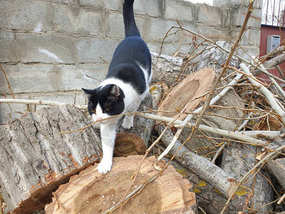 黑白的猫在图片