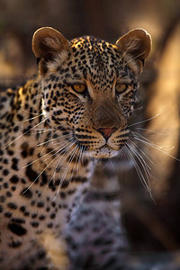 豹子Panthera图片