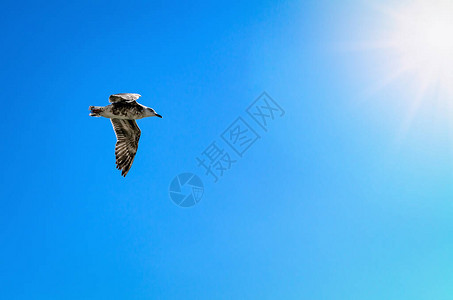 鸟儿在蓝天上飞翔图片