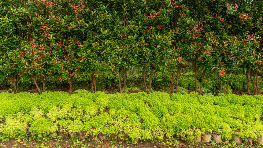 SedumAngelina植物或石本地覆盖植物的针状叶子新绿树叶图片