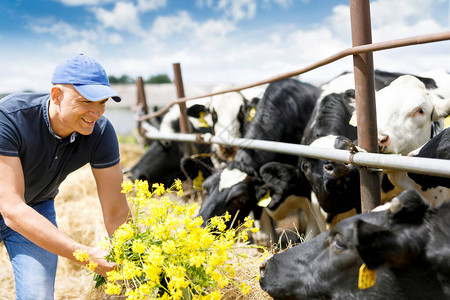 农民在农场喂奶牛图片