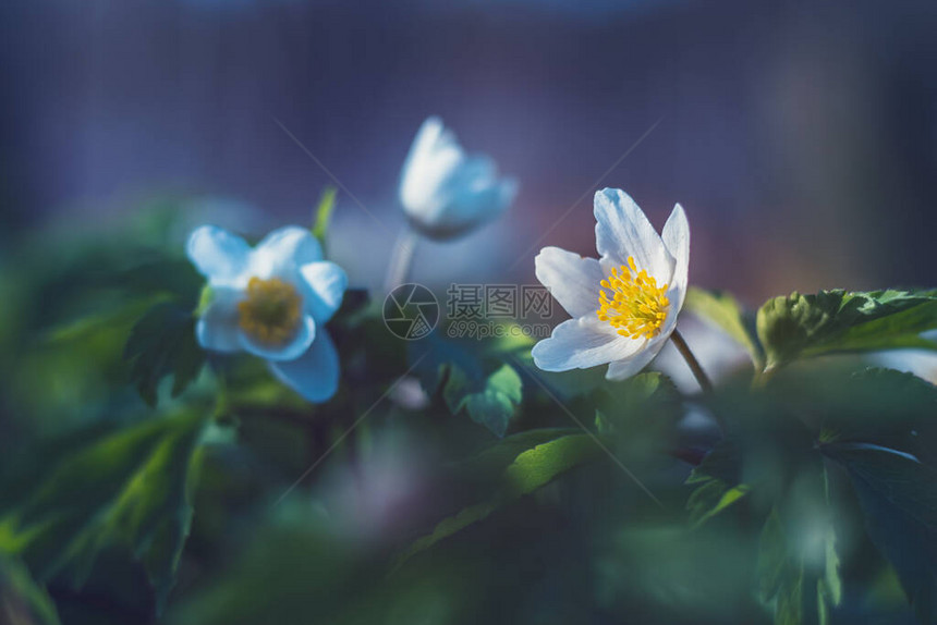 Anemonenenemorosa白花和绿图片