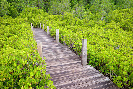 泰国罗勇省鲜绿色的带刺红树林或印度图片