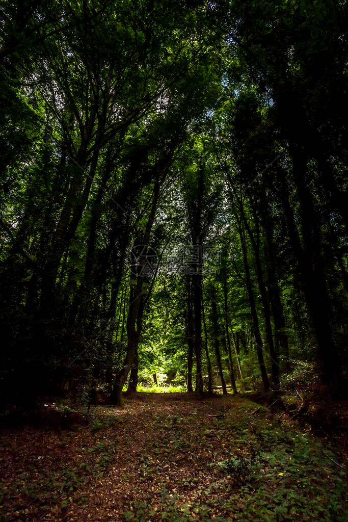 乌姆布拉森林是加尔诺公园和教科文组织世界遗产地的自然保护区的一部分图片