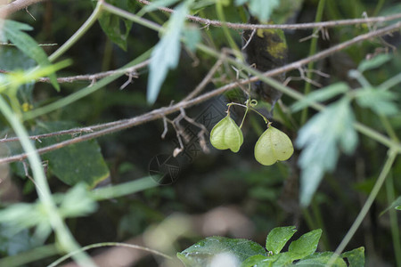 生长在野外的Cardiospermumhalicacabum植物图片