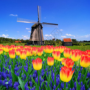 荷兰典型荷兰风车盛装的多图片