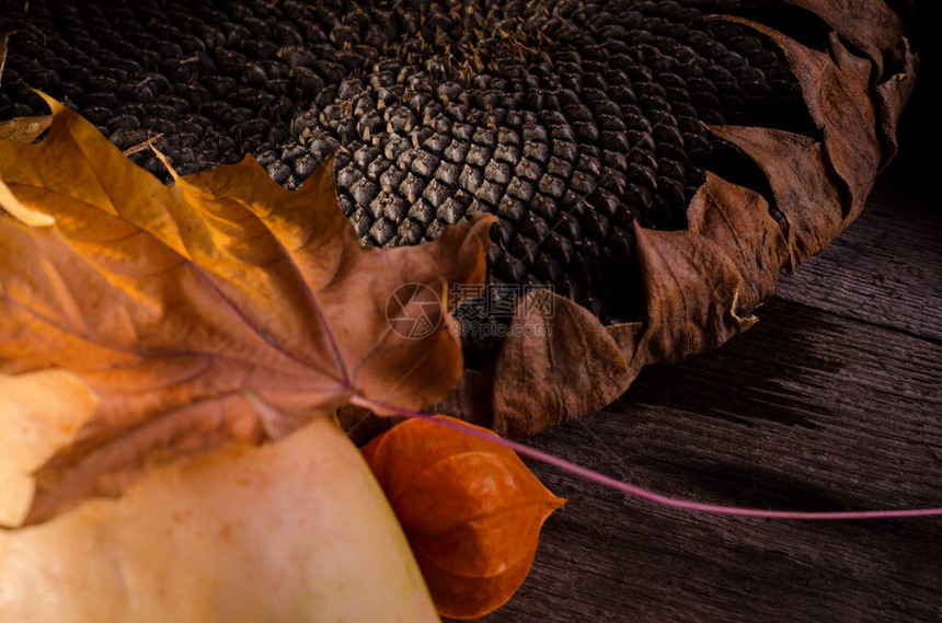 棕色玉米和酸浆适合社交媒体发布到您好11月秋季图片