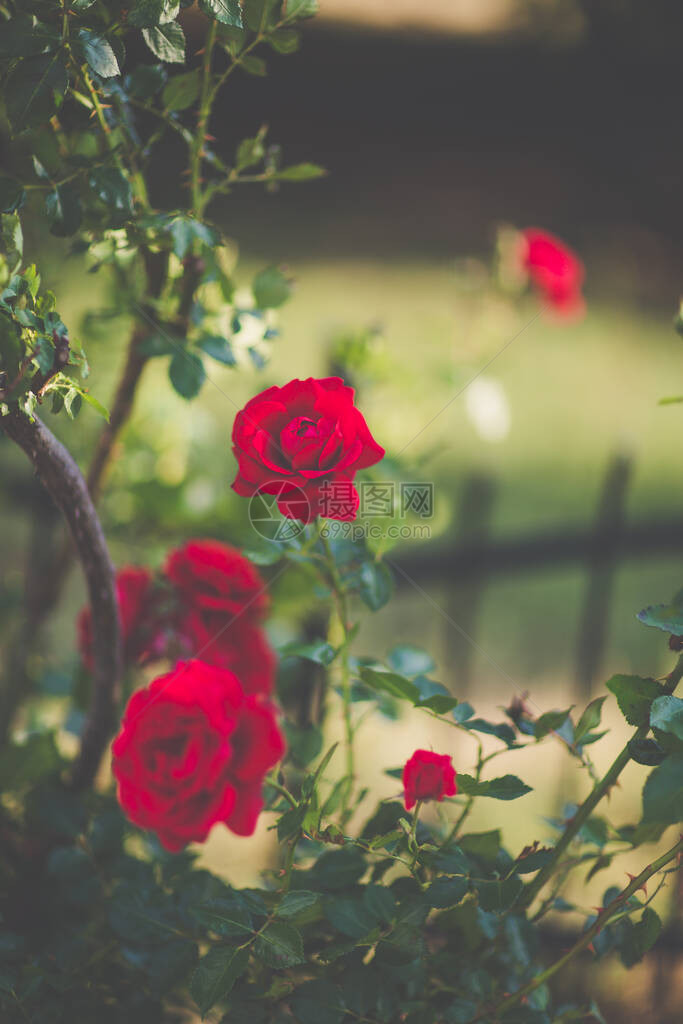 花篱的细节与开花的红色攀缘玫瑰花园设计理念柔和的选择焦点图片