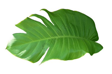 白色背景的龟背竹绿叶真正的热带图片