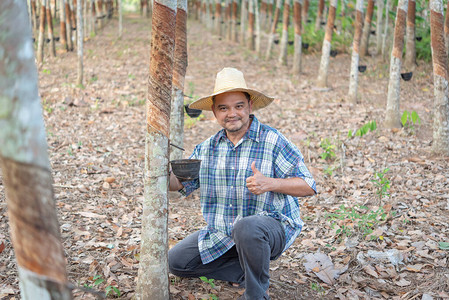 亚洲男农学家在橡胶树种植园竖起大拇指图片