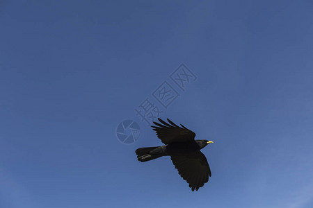 有黄色喙的黑鸟在蓝天飞翔图片