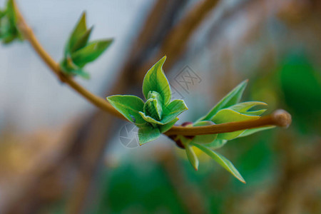 一棵树的装饰绿色分支在春天的时候图片