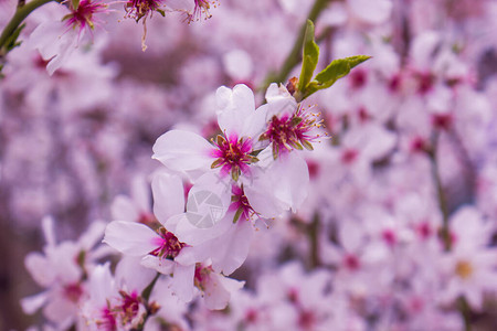 春天的樱花春天树上的紫色花朵图片