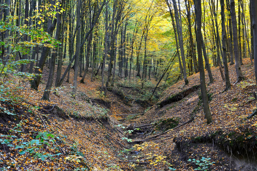 秋天森林里的沟壑图片