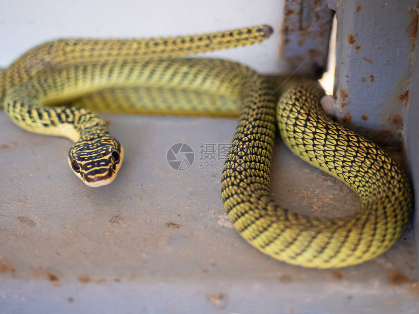 绿蛇毒Trimeresurus图片