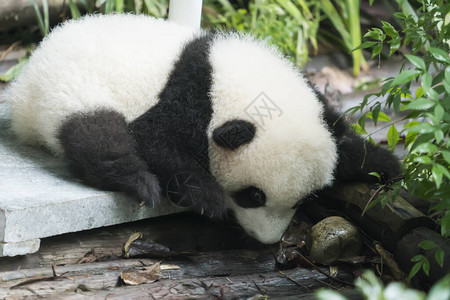 大熊猫宝休息图片