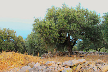 橄榄树花园与绿色年轻橄榄橄榄树上的绿橄榄橄榄果实的分支复制空间束图片