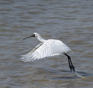 黑脸琵鹭黑脸Spoonbill飞背景