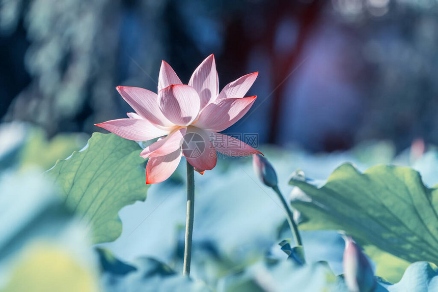 池塘里的莲花或睡莲花图片