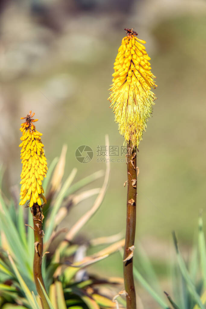 黄色花Kniphofiafoliosa贝尔公园图片