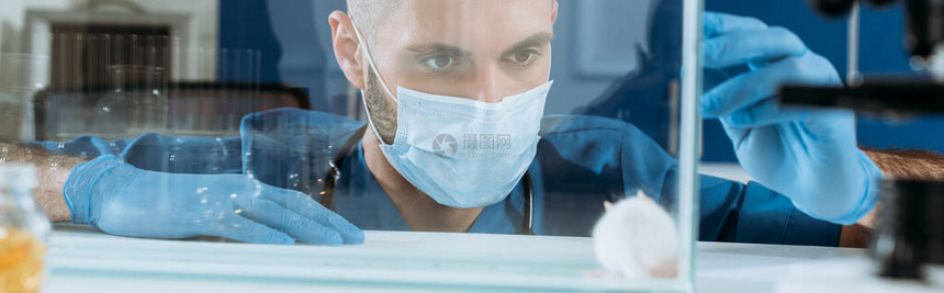 戴着医用口罩和乳胶手套的年轻生物学家看着玻璃盒里的白老图片